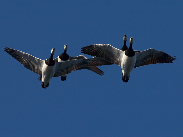 Valkoposkihanhi, Barnacle Goose, Branta leucopsis